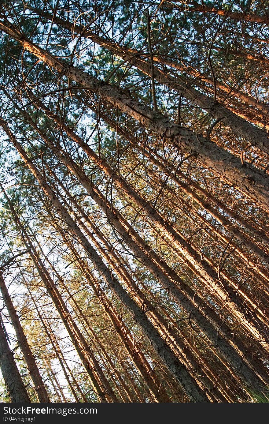 Monoculture of pine forest photographed in dynamic diagonal perspective