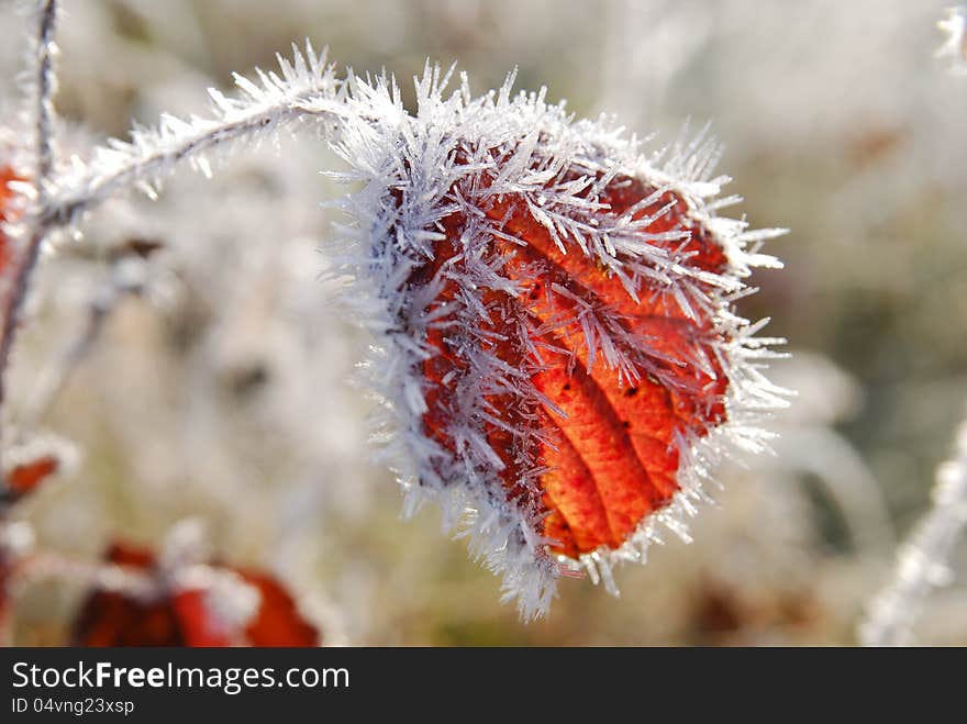 Frozen Red Leave In Autumn