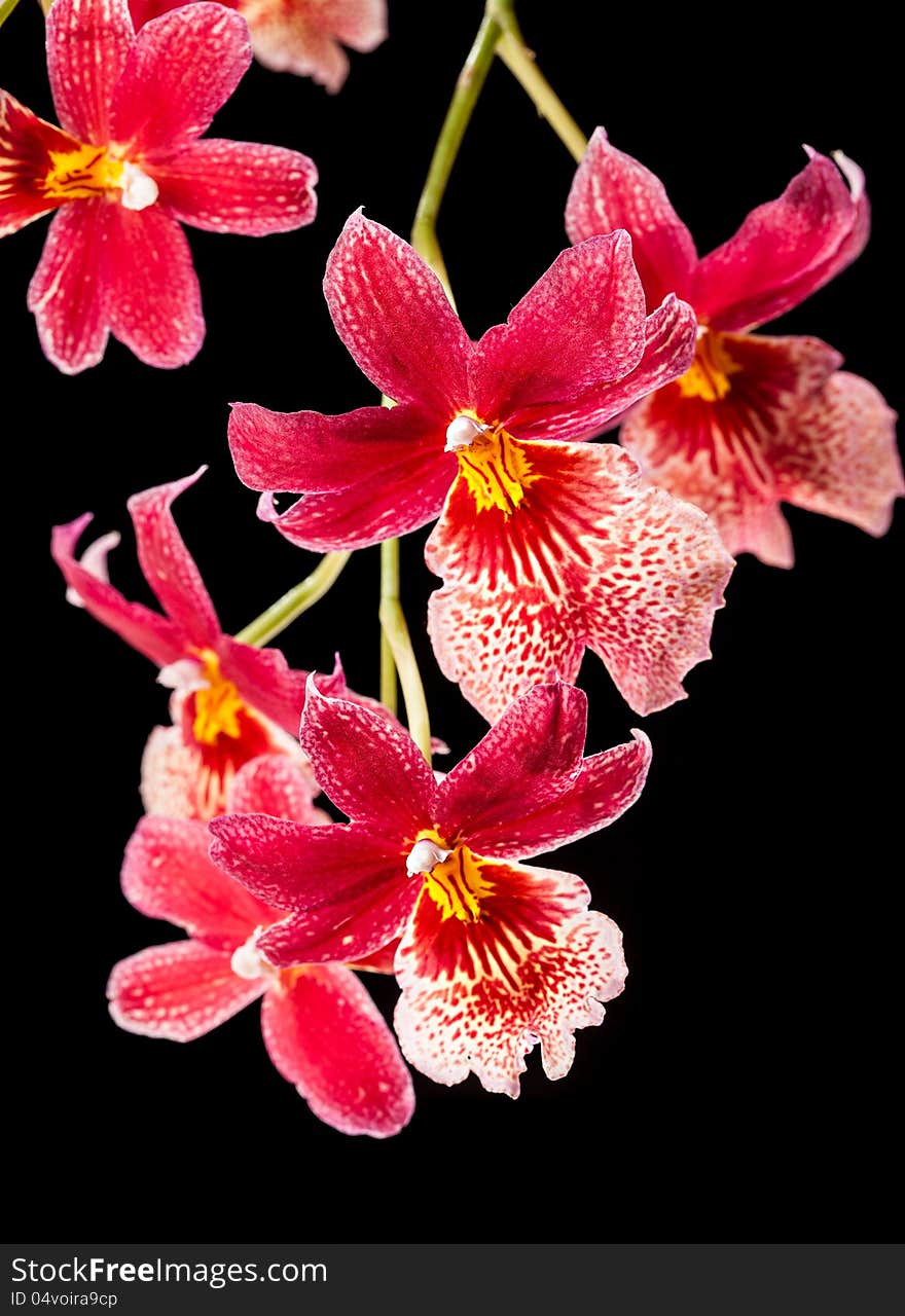 Orchid