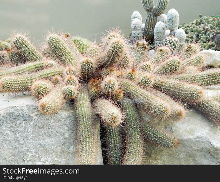 Spiky grouping of exotic desert cacti in Kew Gardens