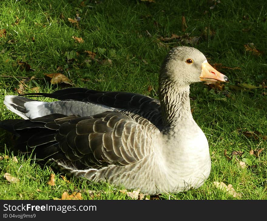 A duck basks in sunshine at the Royal Botanical gardens at Kew. A duck basks in sunshine at the Royal Botanical gardens at Kew