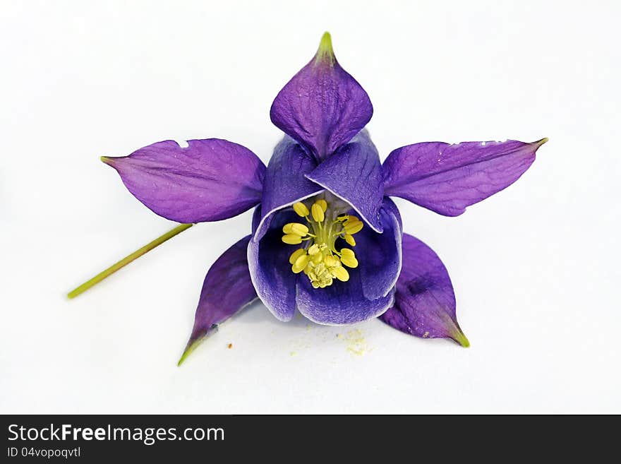 Digiart - a lilane aquilegia blossom