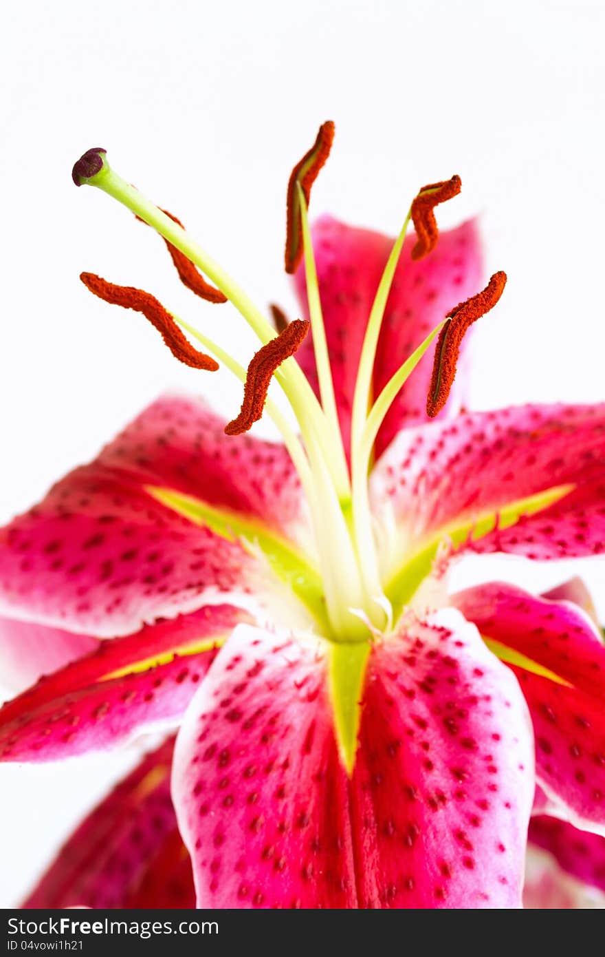 Beautiful lily close-up photo