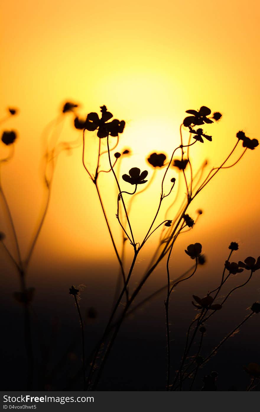 Grass landscape in the wonderful sunset light