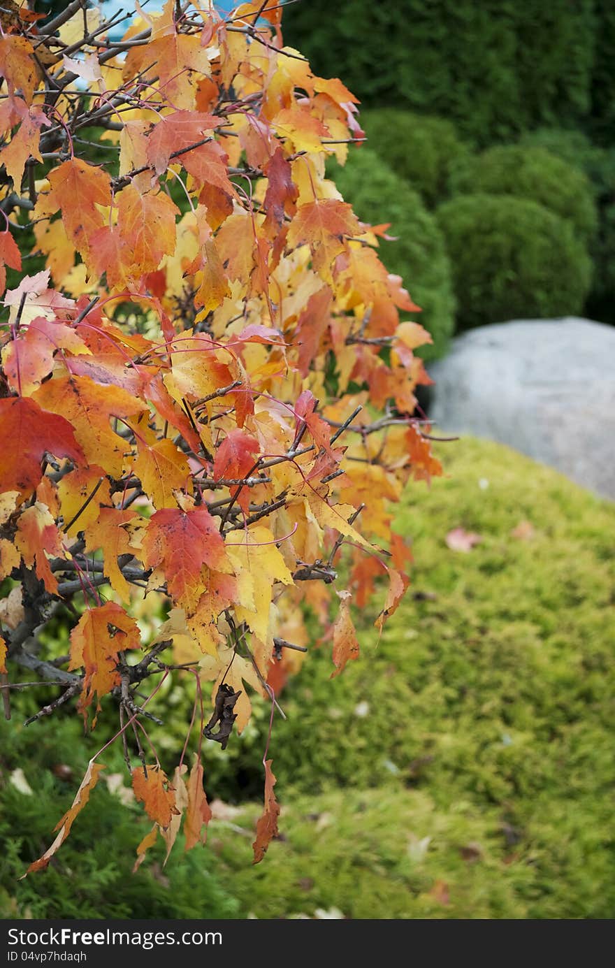 Autumn in park, tree and granite