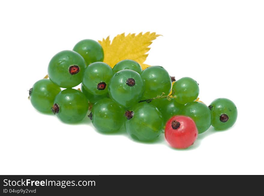 A cluster of green currant with a red currant and yellow leaf isolated on white background. A cluster of green currant with a red currant and yellow leaf isolated on white background