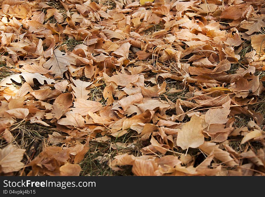 An assortment of fallen leaves around Hot Springs South Dakota USA. An assortment of fallen leaves around Hot Springs South Dakota USA