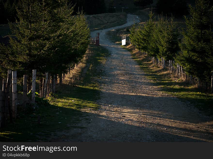 An old forest road meandering through the trees