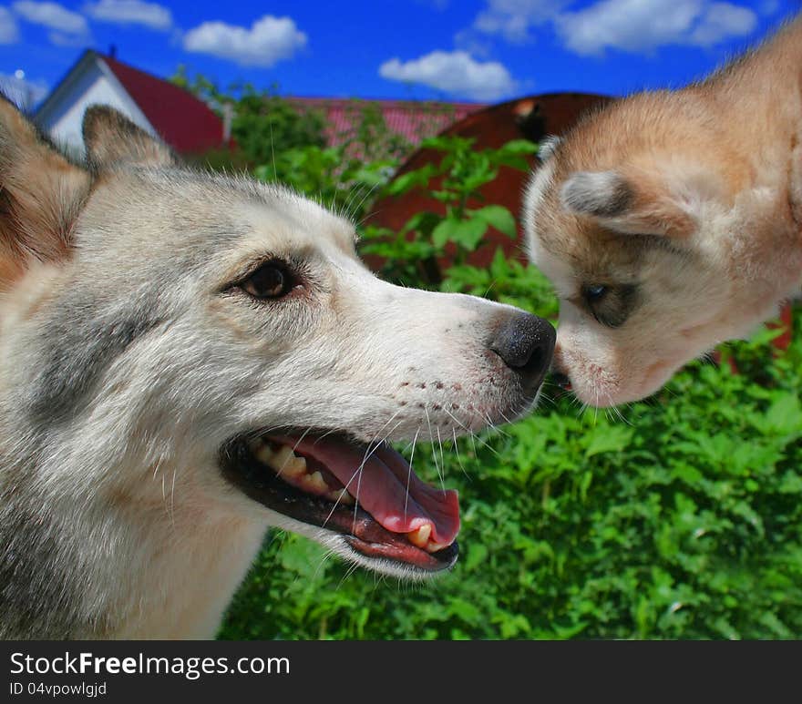 The husky mother and its small puppy against the summer nature