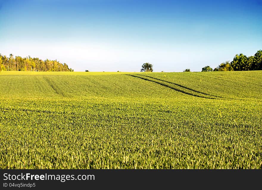 Green fields with young plants and a clear blue sky. Green fields with young plants and a clear blue sky