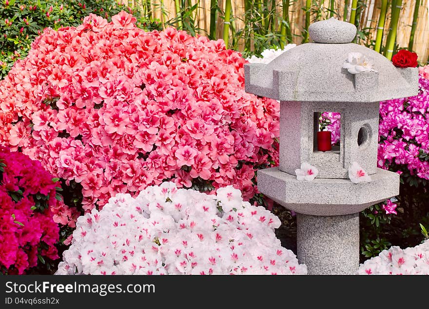 Azalea And Asian Lantern