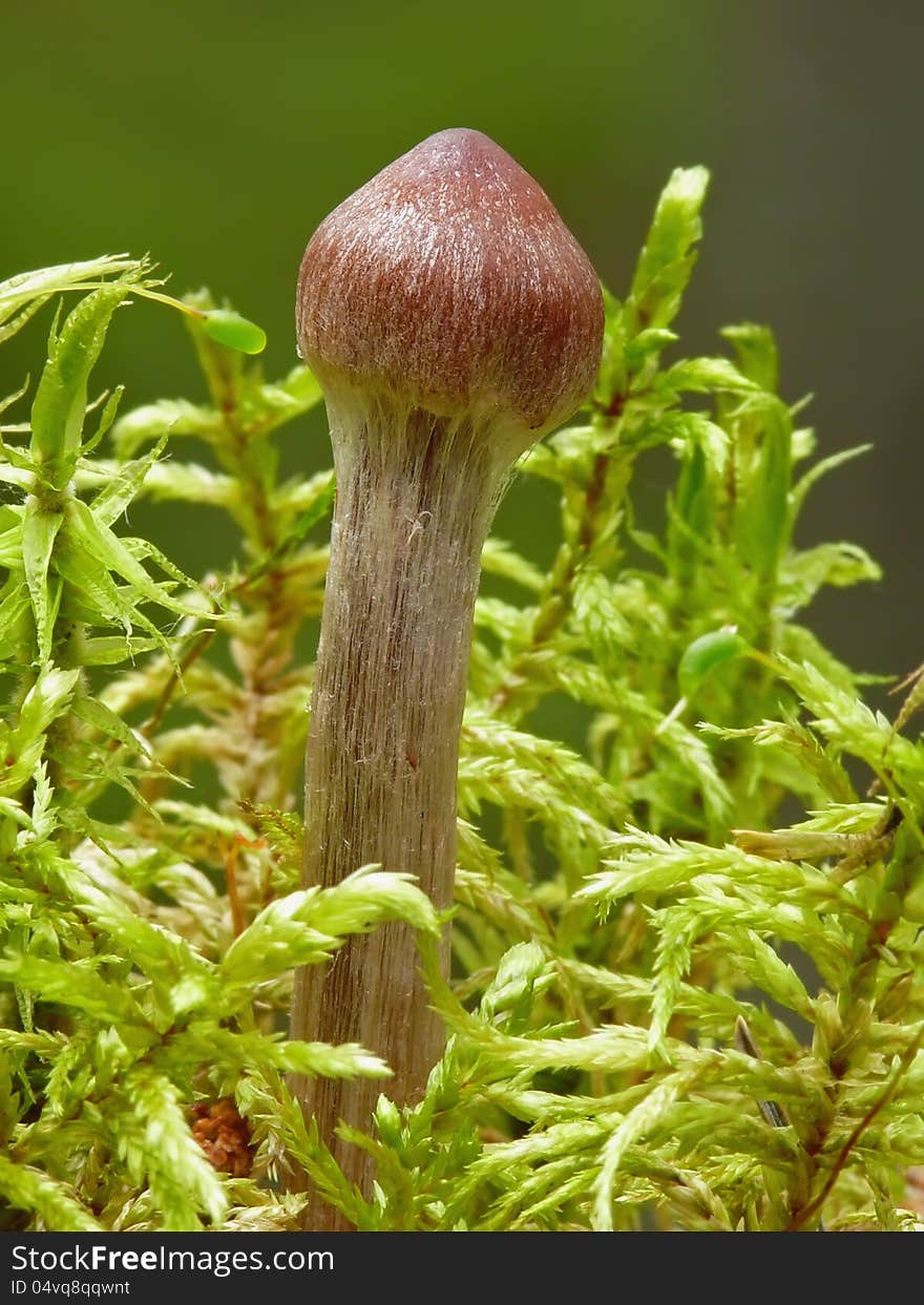 One of poisonous fungus - Cortinarius evernius