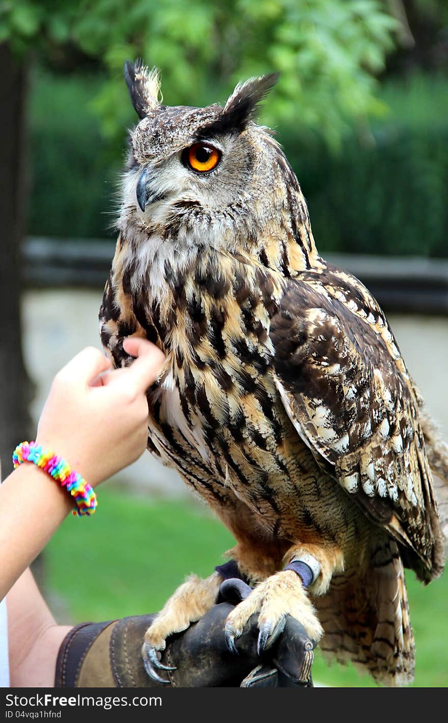 Funny big hand owl sitting on the human hand