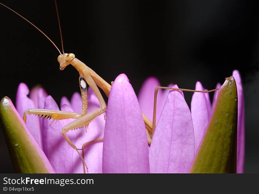 Mantis climbs the lotus.Mantodea (or mantises, mantes) is an order of insects that contains over 2,400 valid species and about 430 genera in 15 families worldwide in temperate and tropical habitats. Most of the species are in the family Mantidae.[From Wikipedia,]. Mantis climbs the lotus.Mantodea (or mantises, mantes) is an order of insects that contains over 2,400 valid species and about 430 genera in 15 families worldwide in temperate and tropical habitats. Most of the species are in the family Mantidae.[From Wikipedia,]