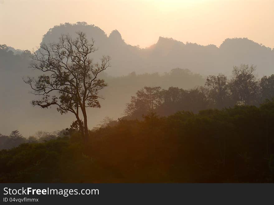 Tree Shape Silhouette.