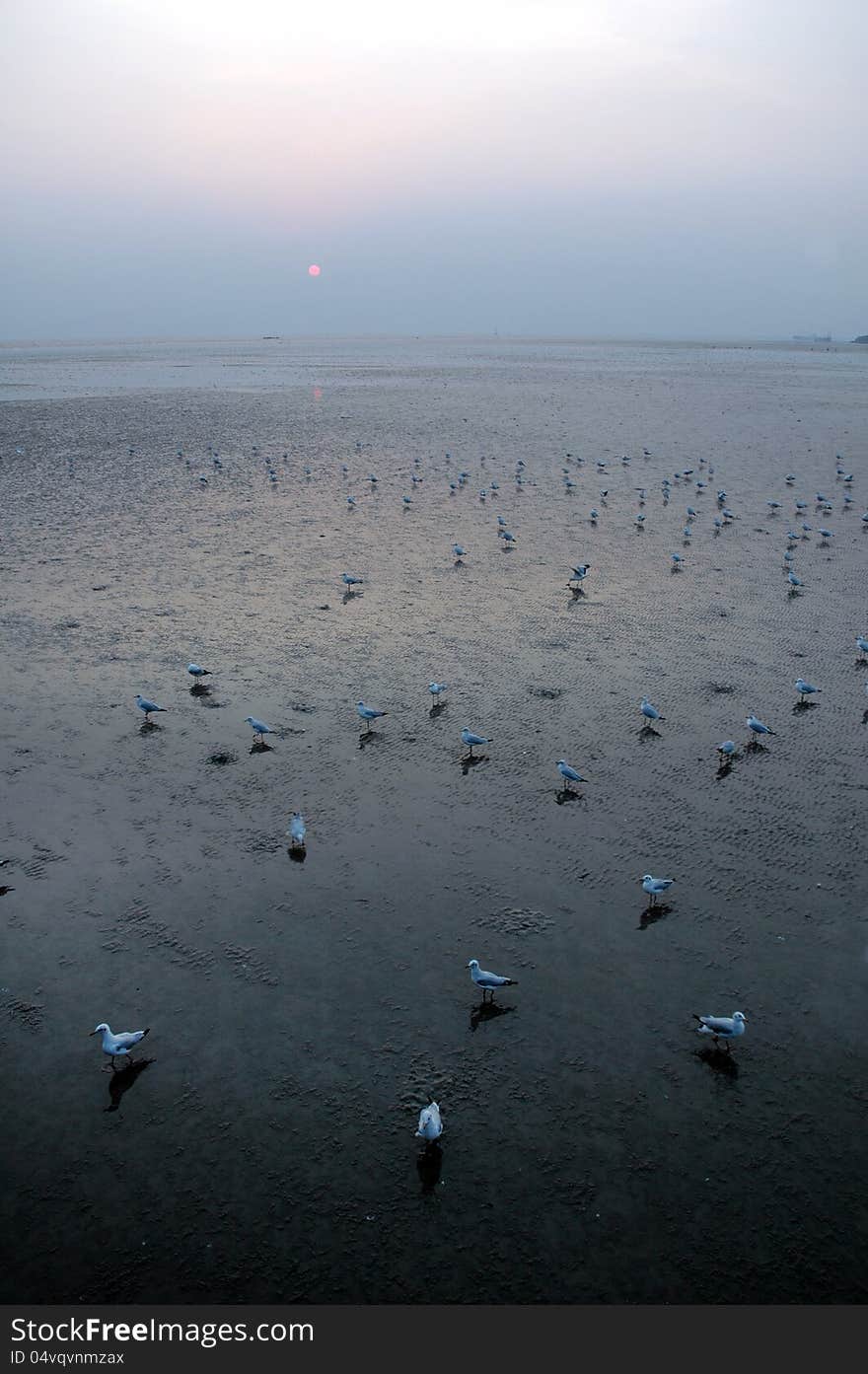 Flock of Seagulls on the beach in the evening. Flock of Seagulls on the beach in the evening.