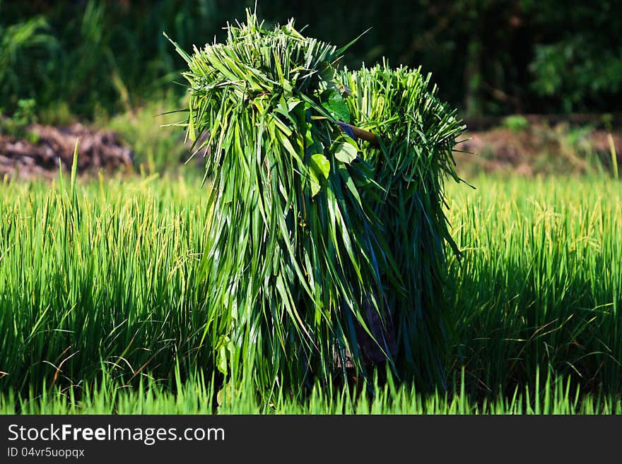 Farmers in northern India are carrying cut leaves. Farmers in northern India are carrying cut leaves.