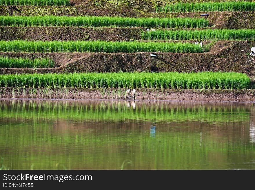 Terraced rice fields in northern Thailand