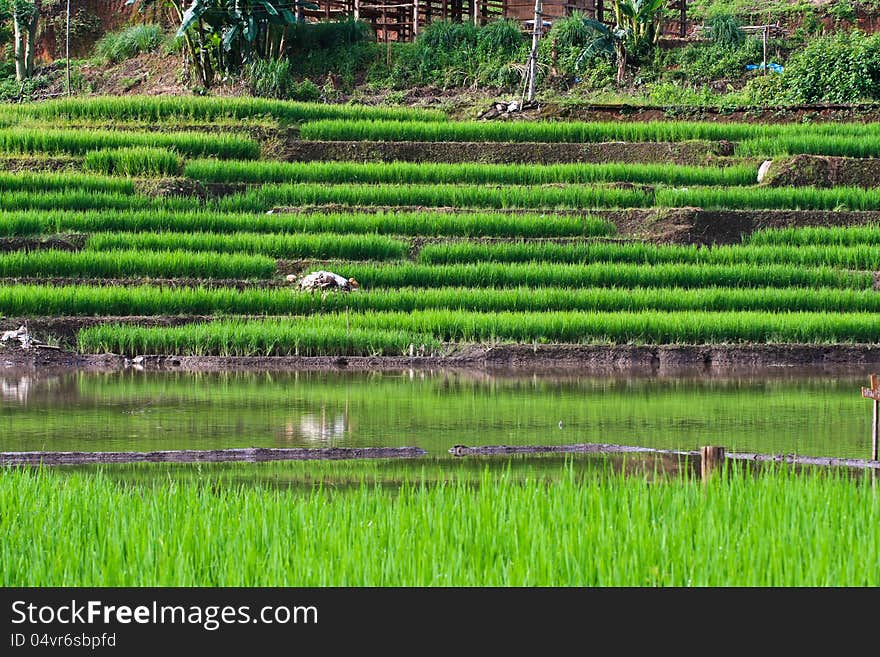 Terraced rice fields in northern Thailand