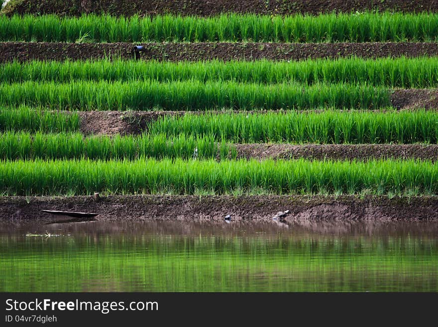 Terraced rice fields in northern Thailand