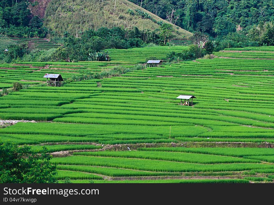 Terraced rice fields in northern Thailand