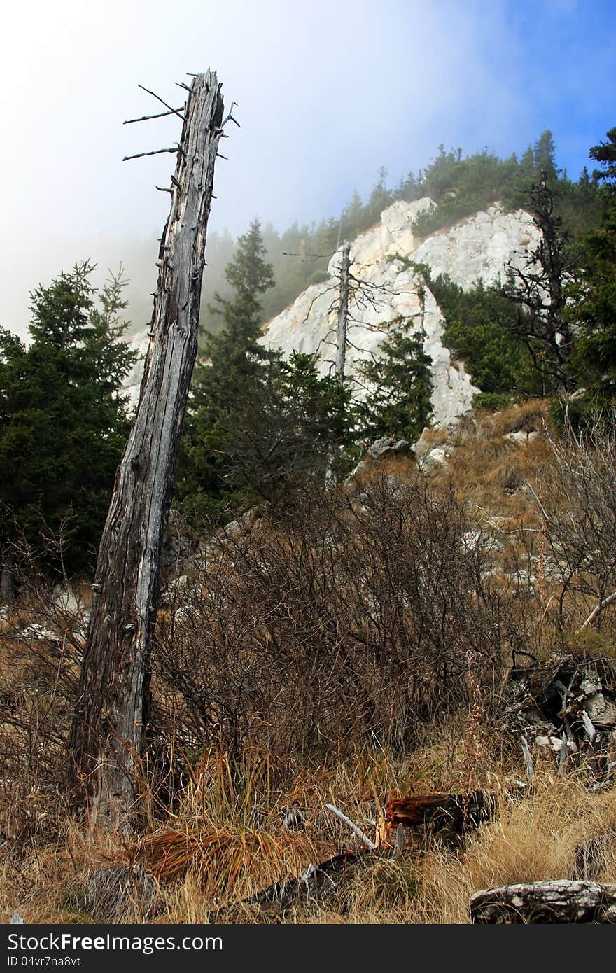 Stripped trees at the base of the mountain