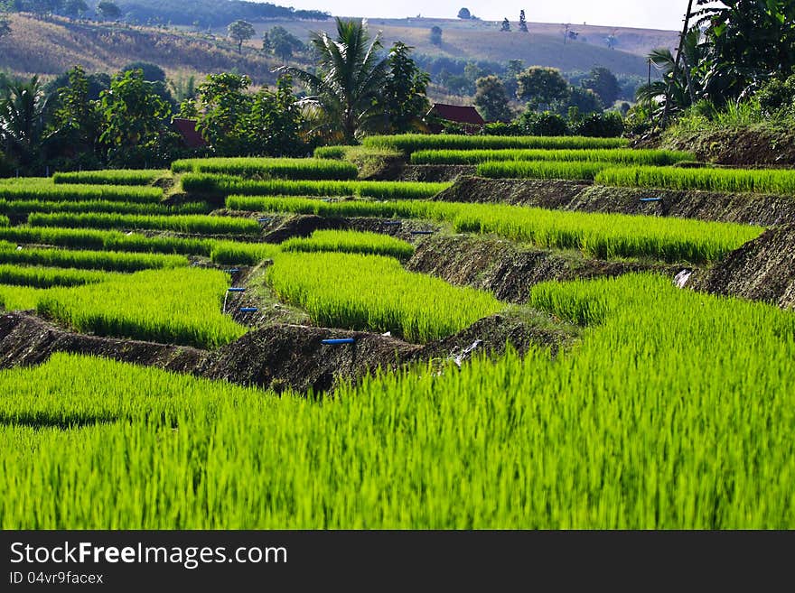 Terraced Rice Fields In Northern Thailand