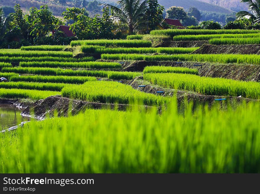 Terraced rice fields in northern Thailand