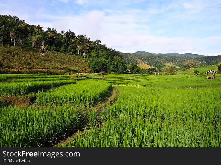 Terraced rice fields in northern Thailand