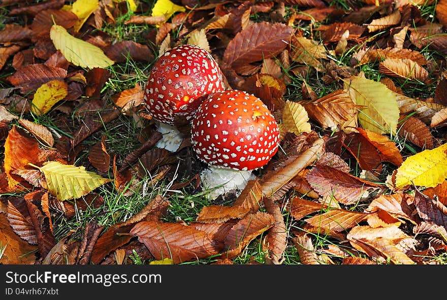 Fly Agaric Fungi amongst fallen leaves