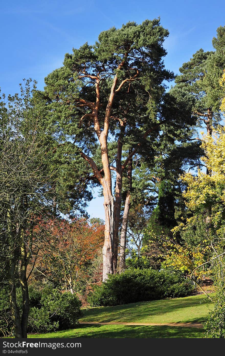 Autumn Colors in Windsor Great Park in England