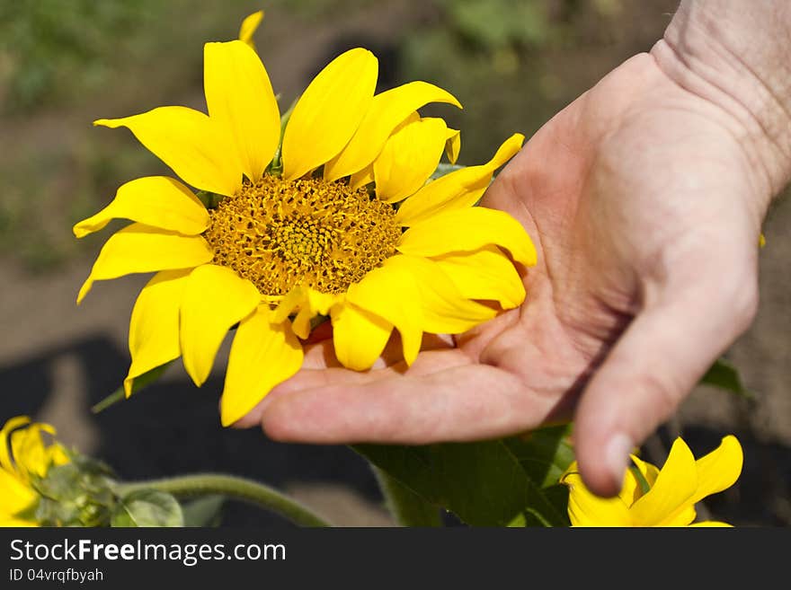 Young sunflower