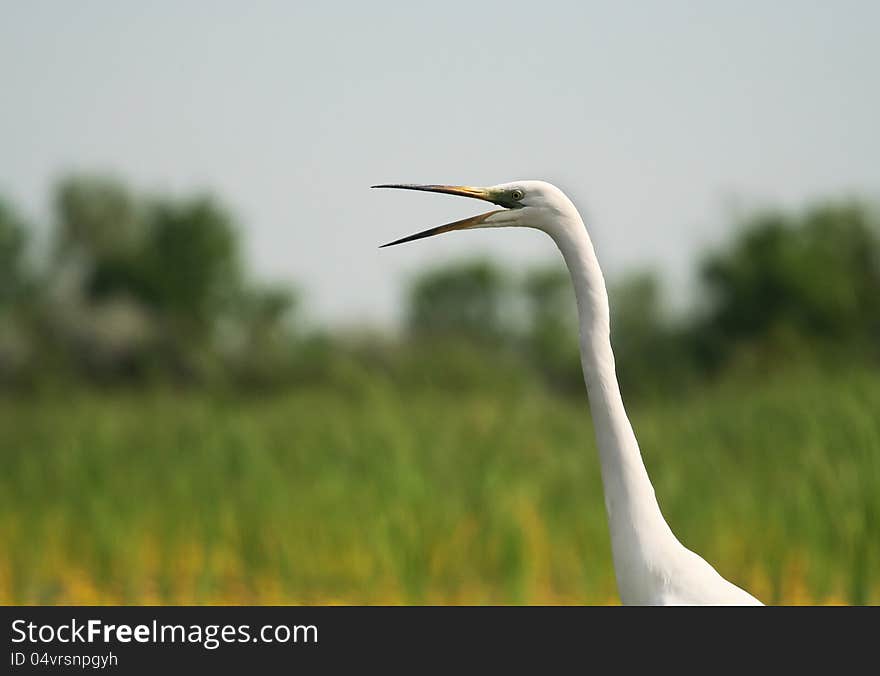 Great white egret opening his beak. Great white egret opening his beak