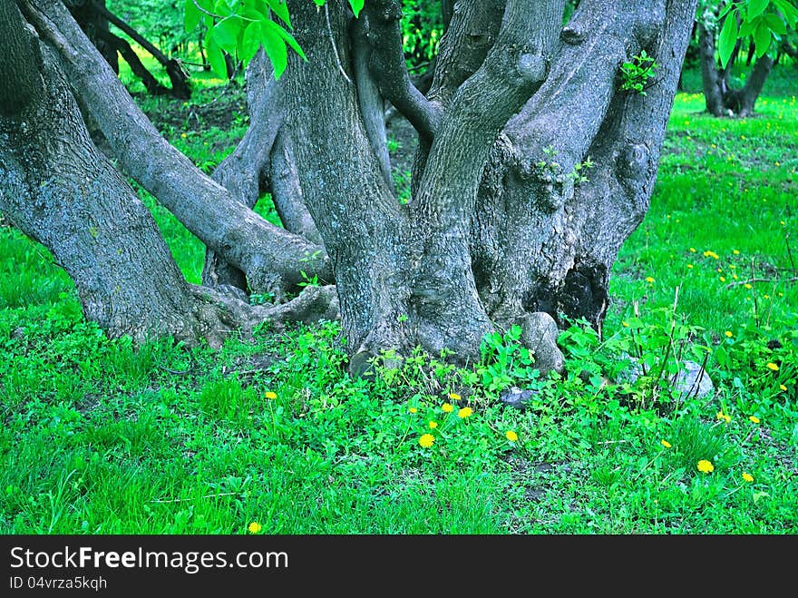 Bottom of several trunks. Impression of a fairy forest. Bottom of several trunks. Impression of a fairy forest.