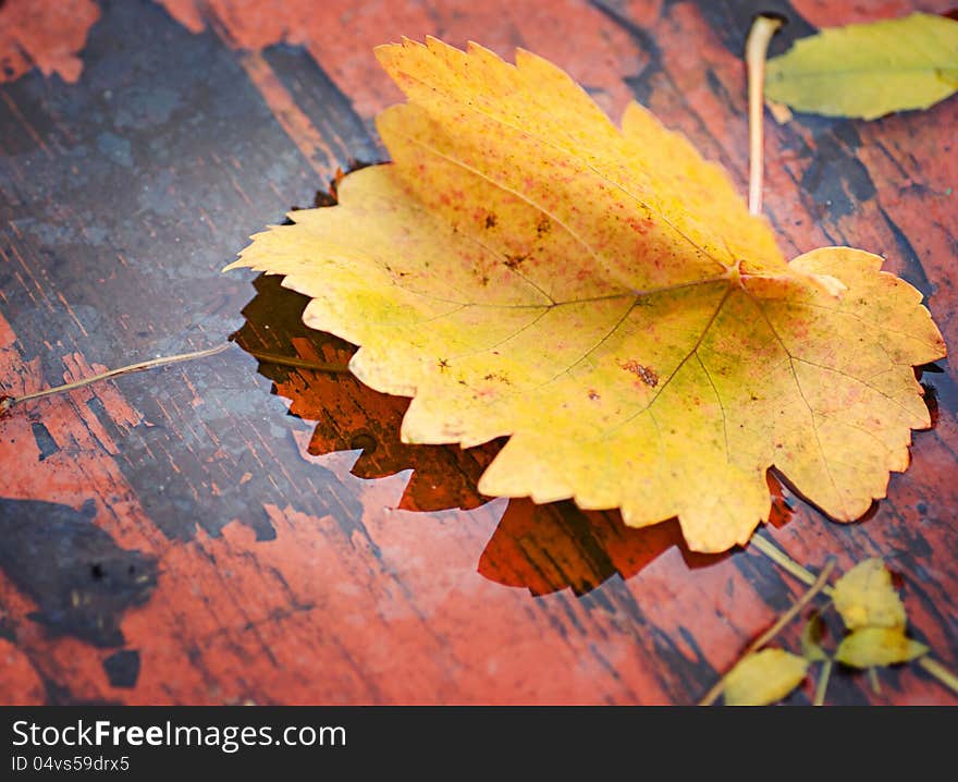 Fallen yellow leaves on the water in autumn