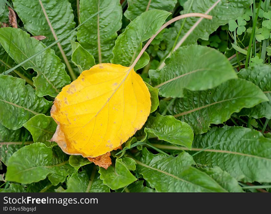 Autumn leafs on green leafs