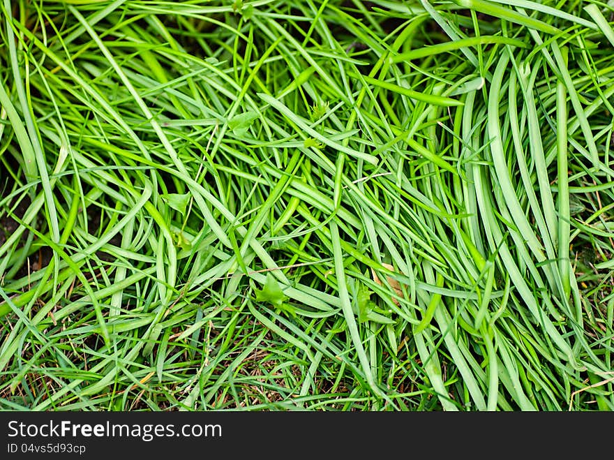 Green Grass Surface