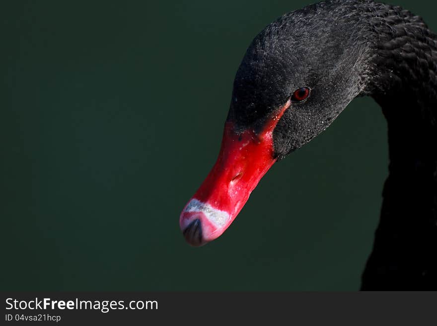 Black swan