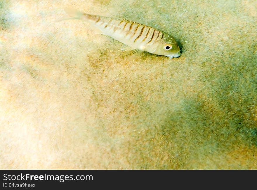 Fish underwater