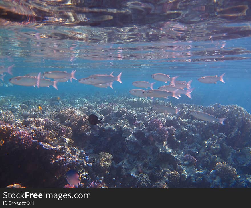 Grey Fish In The Water