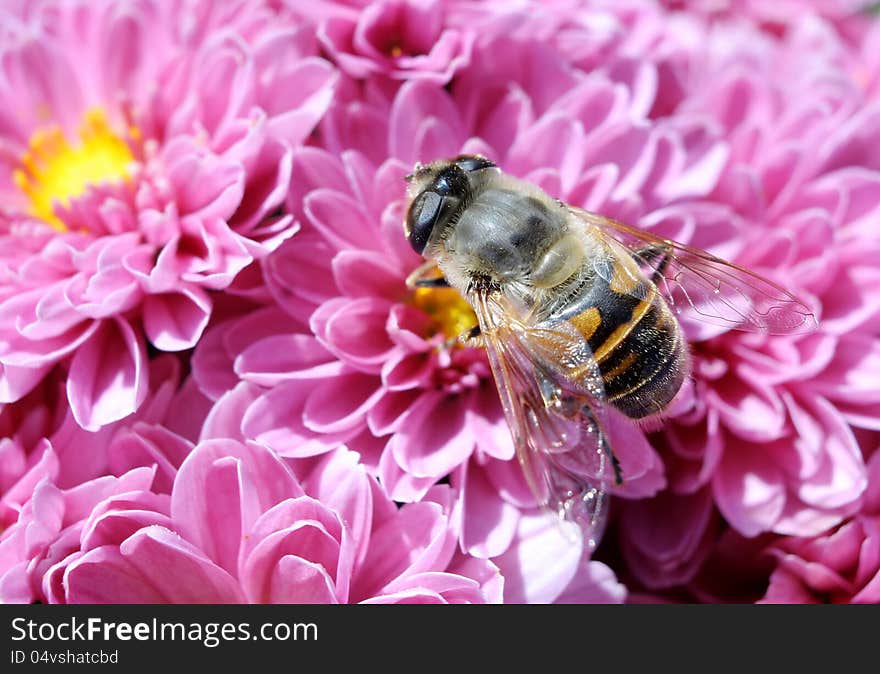 Bee with chrysanthemums