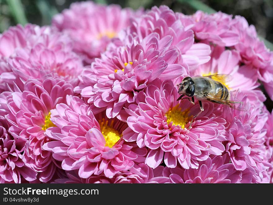 Macro photography - pink chrysantemums with a bee. Macro photography - pink chrysantemums with a bee