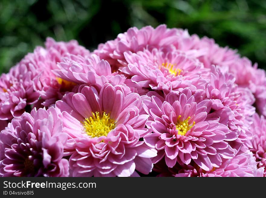 Pink Chrysanthemums With Green Background