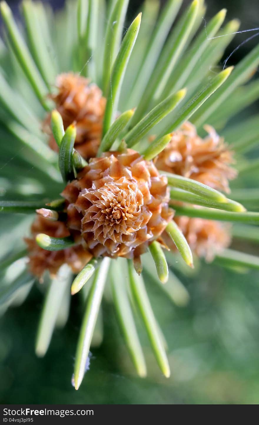 Macro of a fir tree sprout. Macro of a fir tree sprout