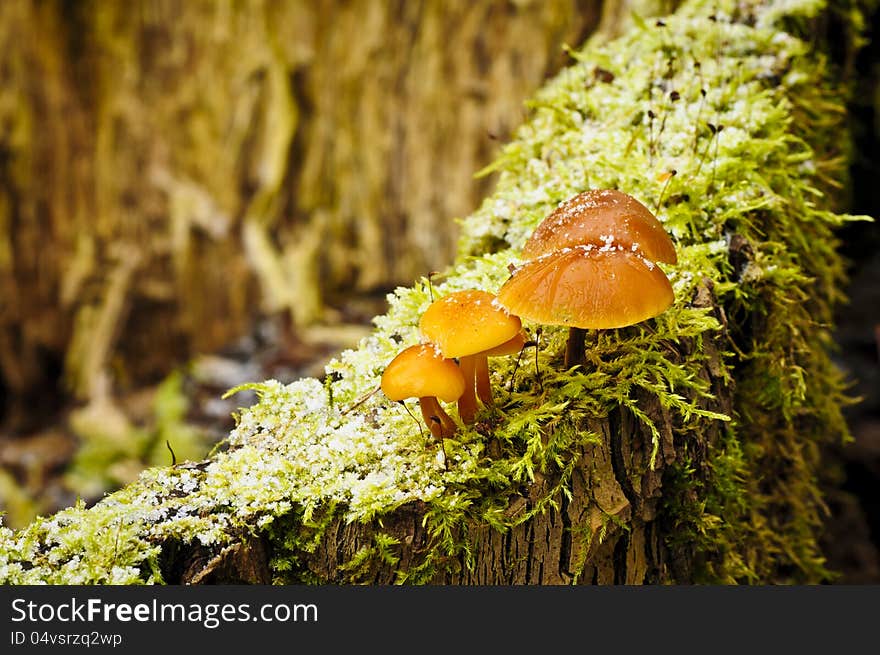 Frosty mushrooms on an old stump covered with moss.