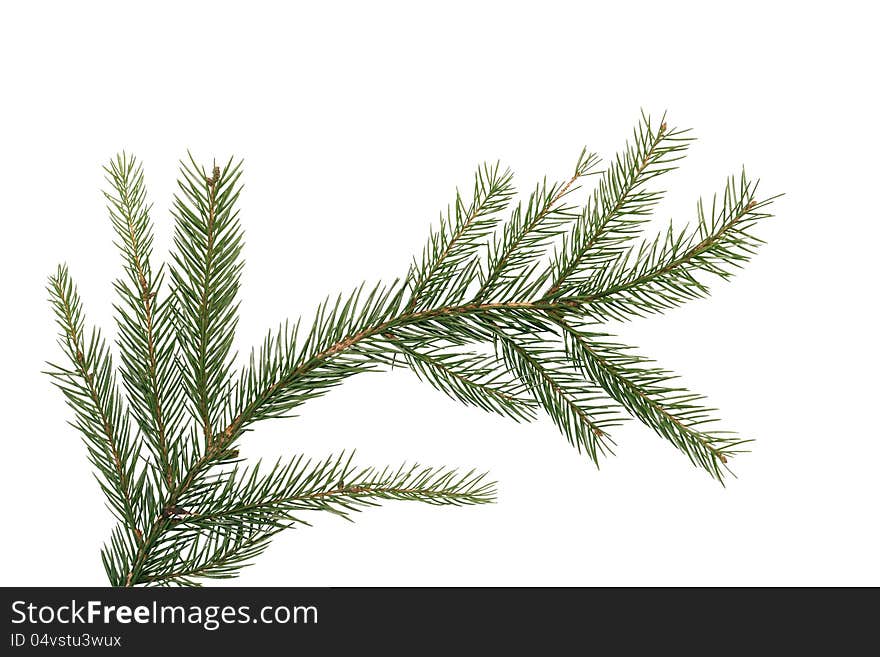 Fir Tree Branch