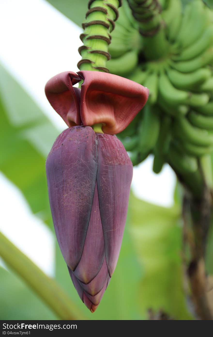 Banana blossom