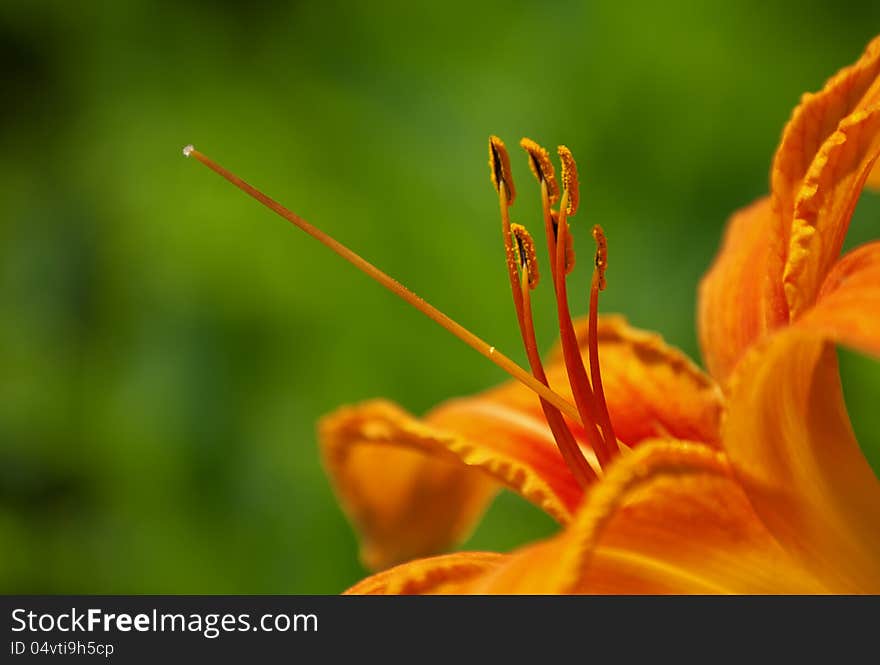 Close-up orange lily flower