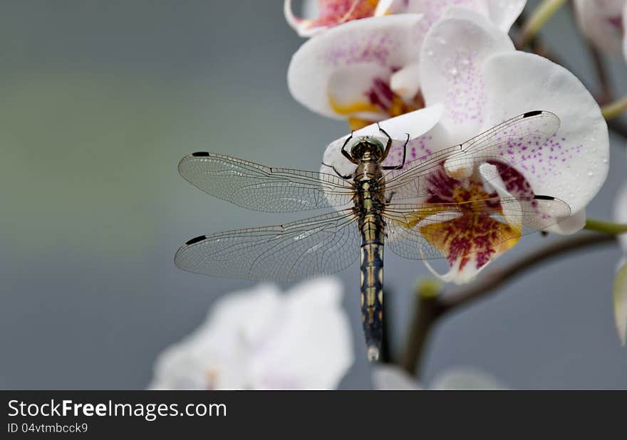 Dragonfly on orchid