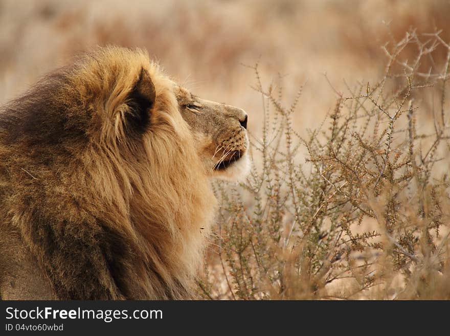 Portrait Of A Male Lion 7